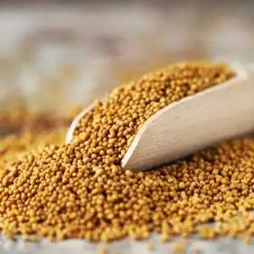 Seeds _1.webp